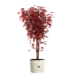 eden aquacare low 40cm linen white